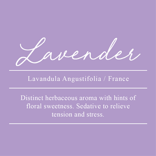 Lavender, Lavandula angustifolia. Sourced from France. A distinct herbaceous aroma with hints of floral sweetness. Sedative to relieve tension and stress.