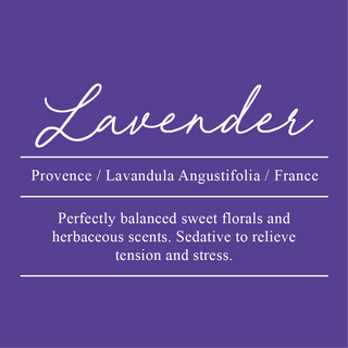 Lavender Provence, Lavandula angustifolia. Sourced from France. Perfectly balanced sweet florals and herbaceous scents. Sedative to relieve tension and stress.